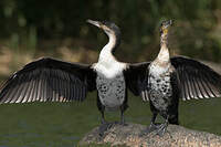 Cormoran à poitrine blanche