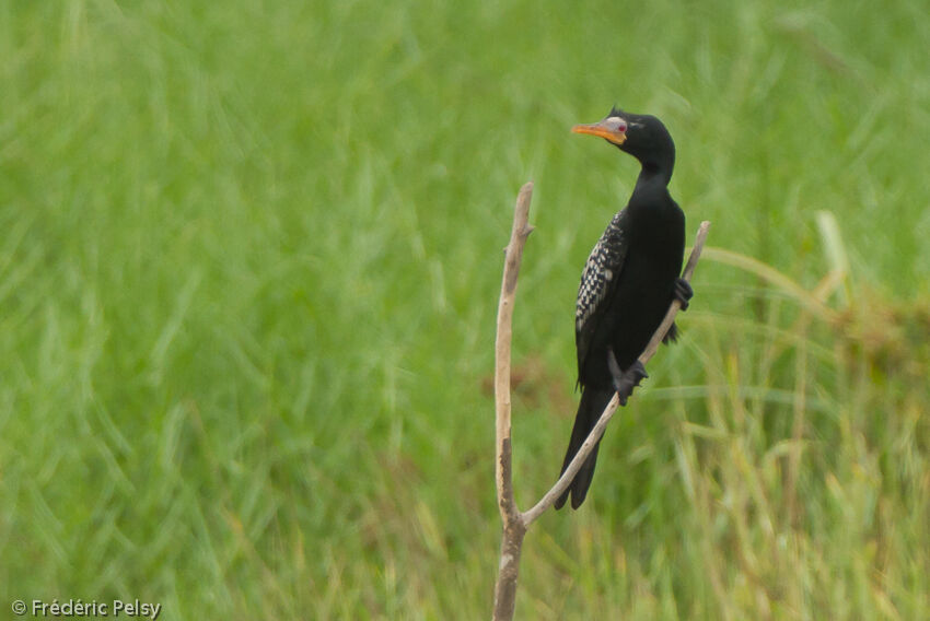 Cormoran africainadulte