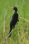 Reed Cormorant