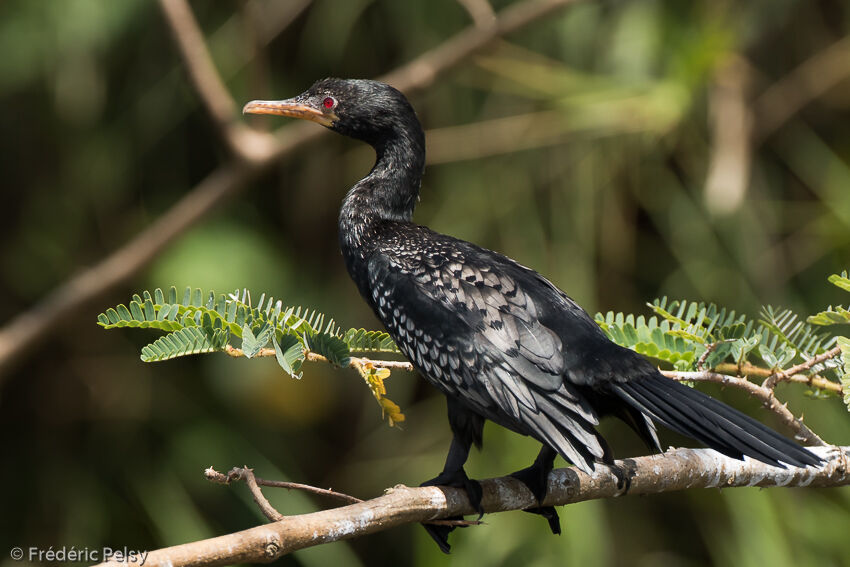 Reed Cormorantadult