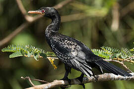 Reed Cormorant