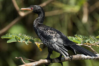 Cormoran africain