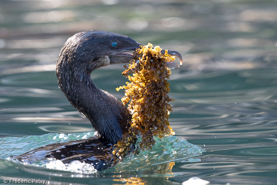 Flightless Cormorant