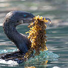 Cormoran aptère