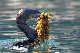 Flightless Cormorant