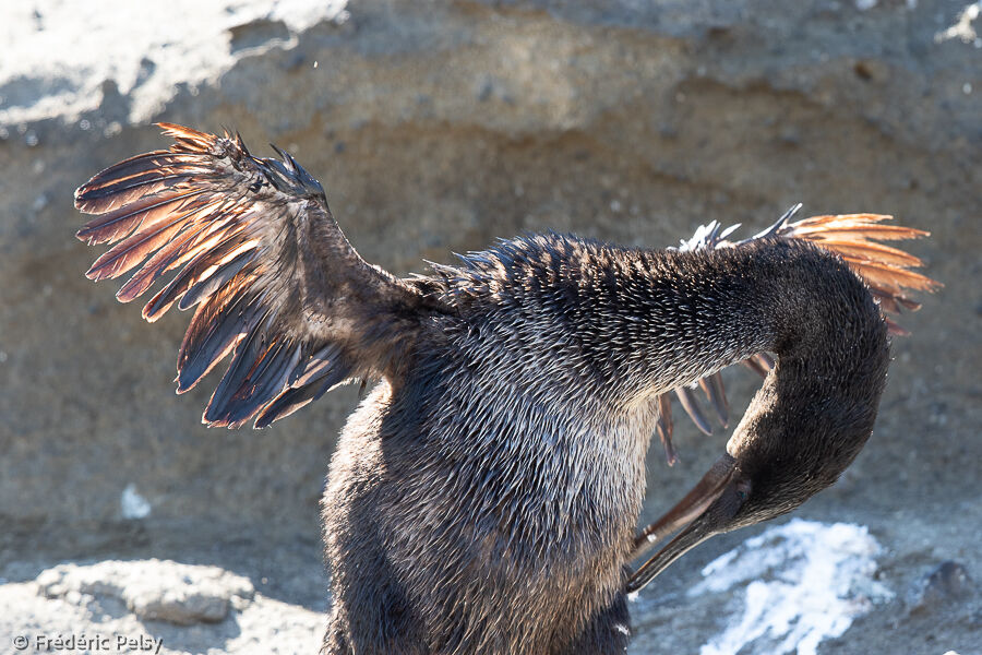 Flightless Cormorant