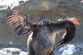 Flightless Cormorant