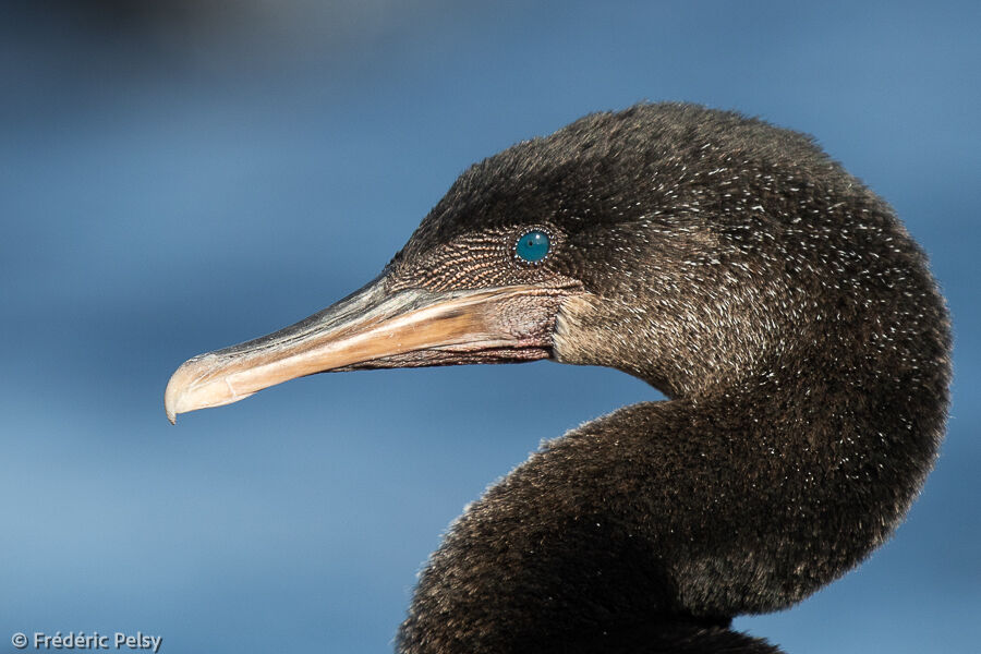 Flightless Cormorant