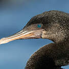 Cormoran aptère