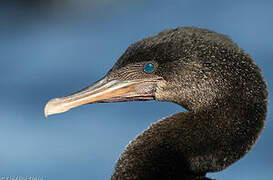 Flightless Cormorant