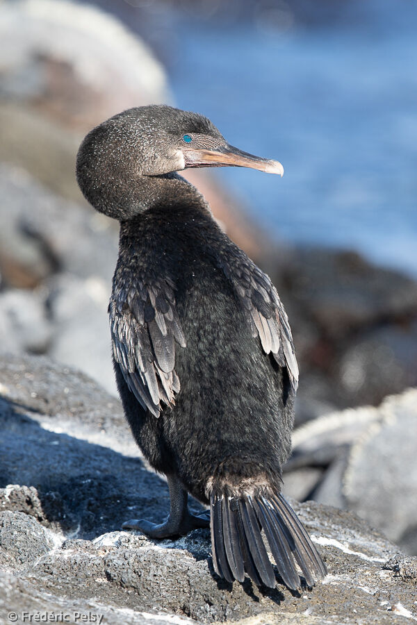 Flightless Cormorant