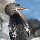 Cormoran aptère