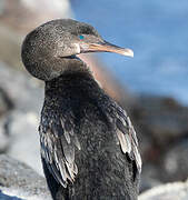 Flightless Cormorant