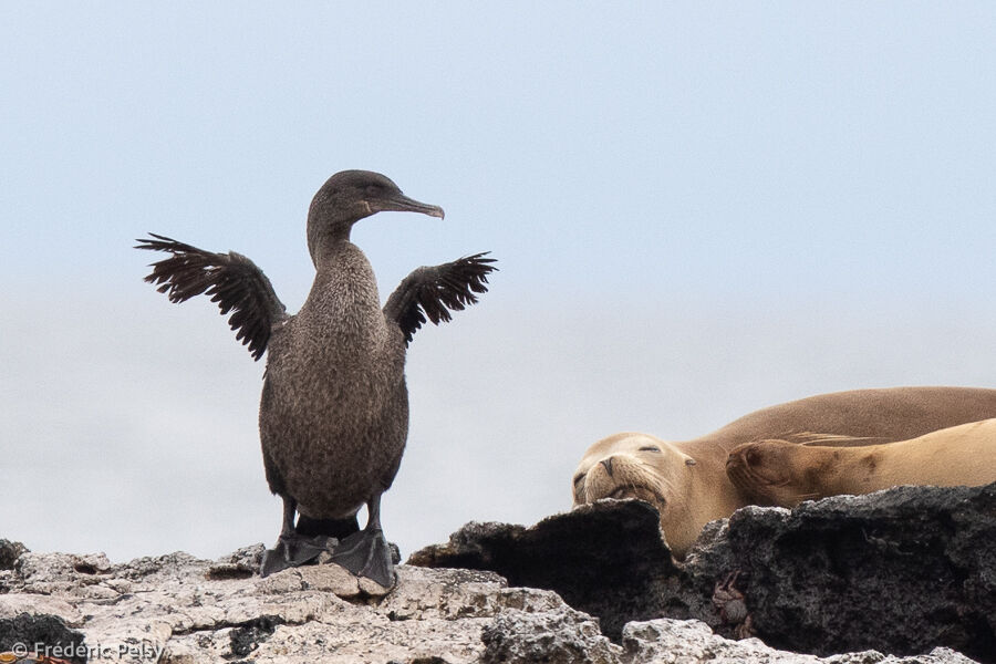 Cormoran aptère