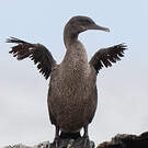 Cormoran aptère