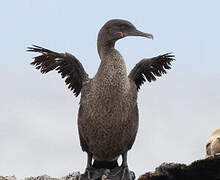 Flightless Cormorant