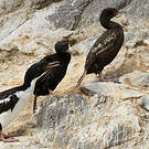 Cormoran bronzé