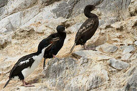 Otago Shag