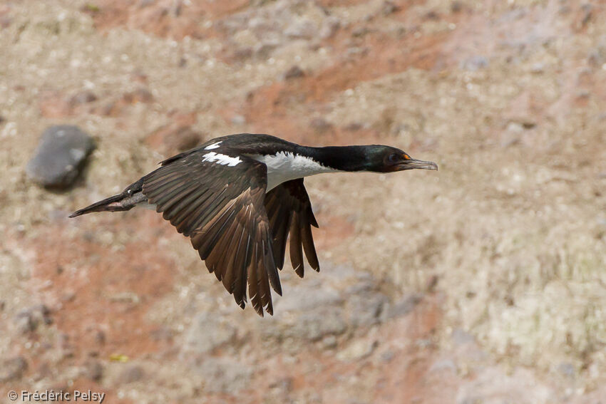 Cormoran bronzéadulte