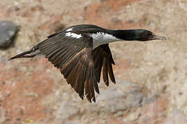 Otago Shag