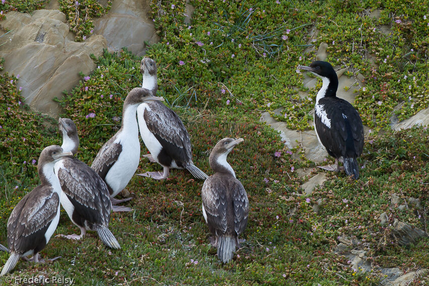 Cormoran caronculé