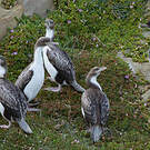 Cormoran caronculé