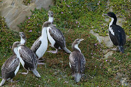 New Zealand King Shag