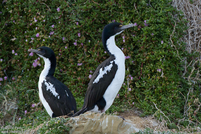 Cormoran caronculéadulte