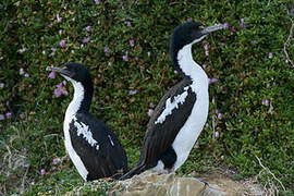 Cormoran caronculé