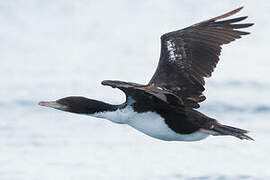 Cormoran caronculé