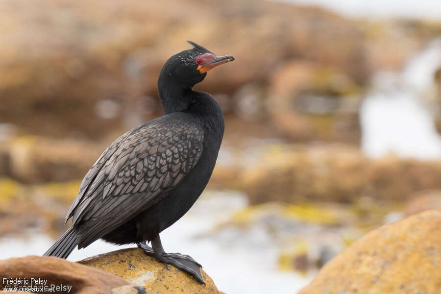 Crowned Cormorantadult, identification