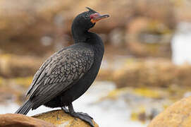 Crowned Cormorant