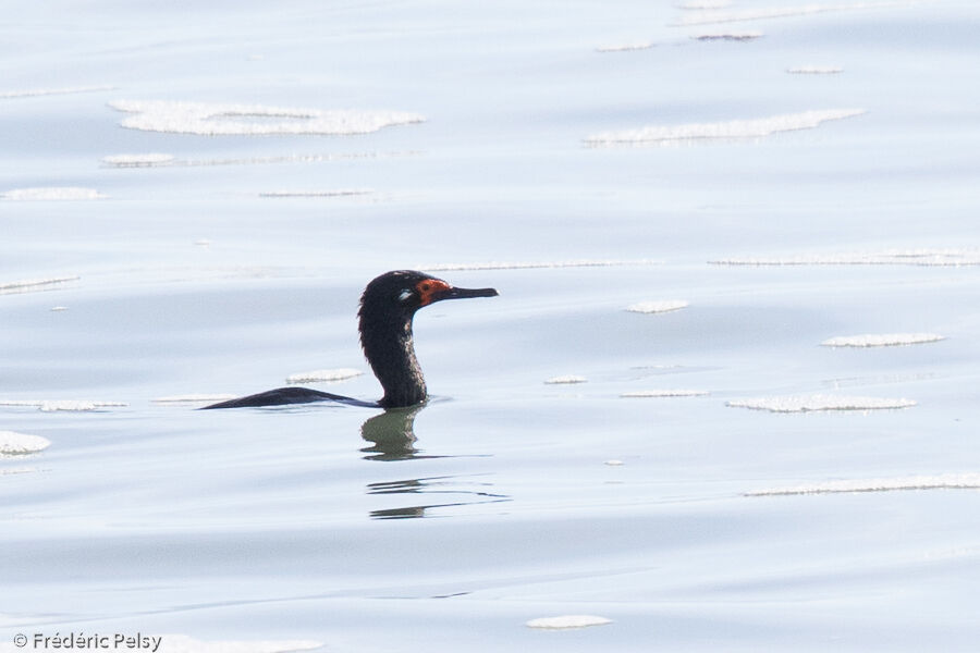 Rock Shag