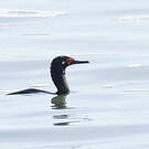 Cormoran de Magellan