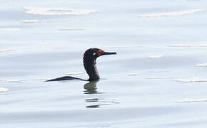 Rock Shag