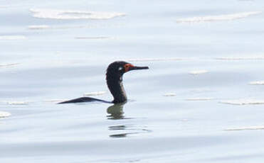 Cormoran de Magellan