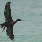 Cormoran de Socotra
