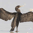 Cormoran de Socotra