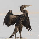 Cormoran de Socotra