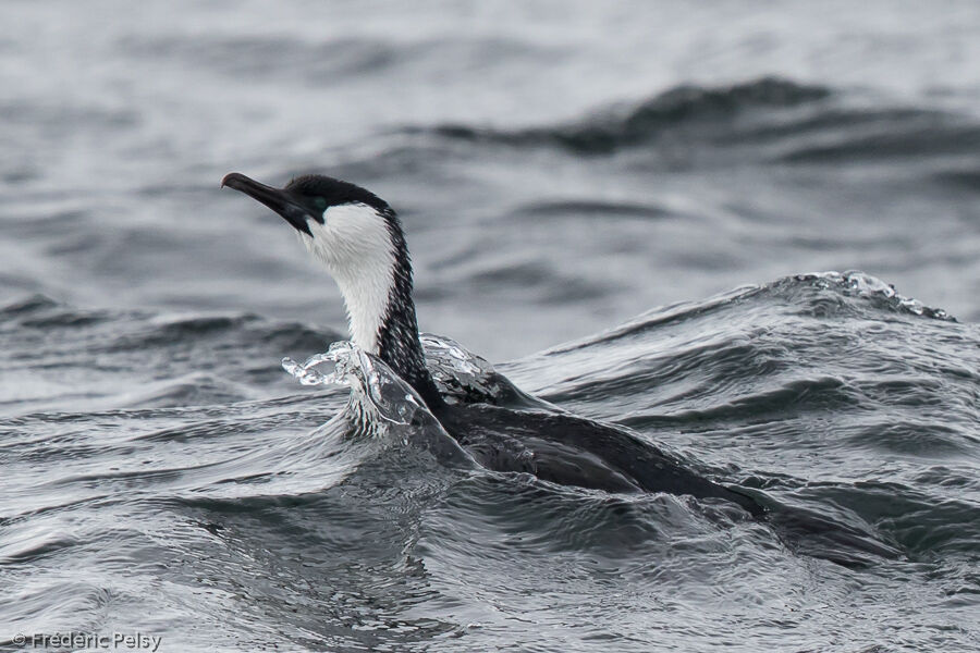 Cormoran de Tasmanieadulte, nage