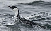 Cormoran de Tasmanie