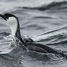 Cormoran de Tasmanie
