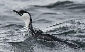 Black-faced Cormorant