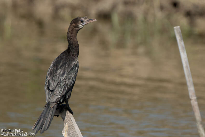 Cormoran de Vieillot2ème année, identification