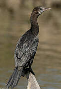 Little Cormorant