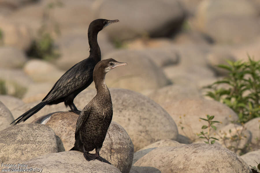 Little Cormorant, pigmentation