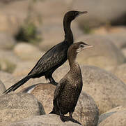 Little Cormorant