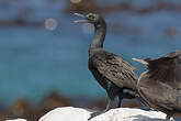 Cormoran des bancs