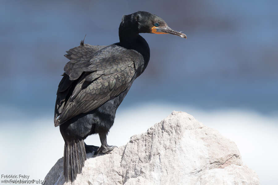 Cormoran du Capadulte, identification