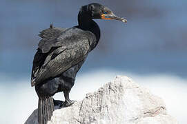 Cape Cormorant